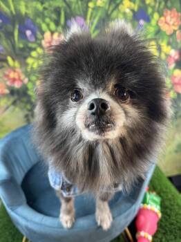 Teddy Alexander -  Pomeranian Dog for Adoption in Garland, Texas - Teddy Alexander | PetCurious