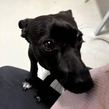 Dachshund Dogs Available for Adoption - Ringo - Costa Mesa Location | PetCurious