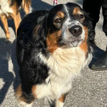 Bear -  Australian Shepherd Dog Available for Adoption in Traverse City, Michigan - Bear | PetCurious