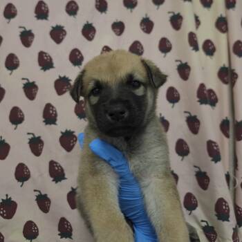 Megalodon -  Shepherd and Mixed Breed Dog for Adoption in San Antonio, Texas - Megalodon | PetCurious
