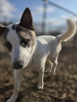 Max Montero -  Husky and Mixed Breed Dog for Adoption in Atlanta, Georgia - Max Montero | PetCurious