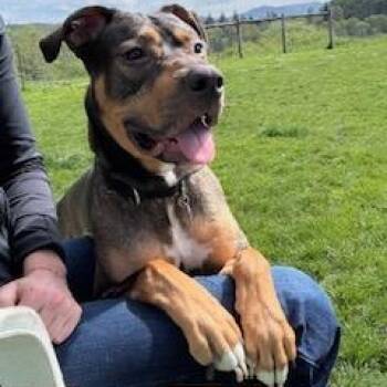 Mixed Breed Dogs Available for Adoption in Roseburg, Oregon - Norman  | PetCurious
