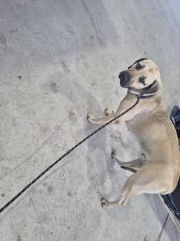 Black Mouth Cur and Mixed Breed Dogs Available for Adoption in Texas City, Texas - SUMMER | PetCurious