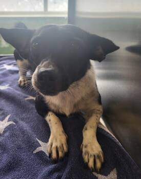 Pen 230 Charlie -  Chihuahua Dog for Adoption in Lawrenceville, Georgia - Pen 230 Charlie | PetCurious