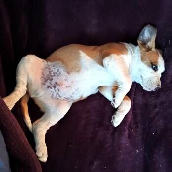 Nelson -  Boxer and Labrador Retriever Dog for Adoption in Amarillo, Texas - Nelson | PetCurious