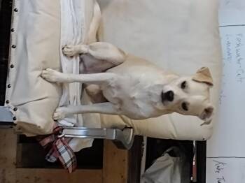 Rescue Chihuahua Dogs for Adoption in Mineola, Texas - Huey | PetCurious