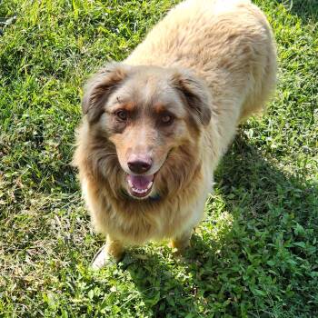 Rescue Australian Shepherd Dogs for Adoption in New Castle, Pennsylvania - Bingo | PetCurious