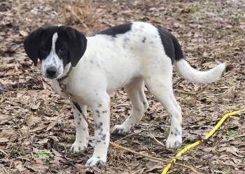 Molly -  Beagle and Anatolian Shepherd Dog Available for Adoption in Corinth, Mississippi - Molly | PetCurious