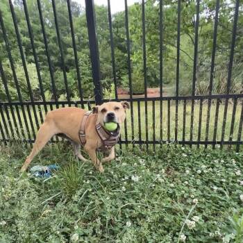 Josie -  American Staffordshire Terrier Dog for Adoption in Lancaster, South Carolina - Josie | PetCurious