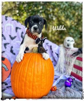 Wilda -  Black Mouth Cur Dog for Adoption in Sebring, Florida - Wilda | PetCurious