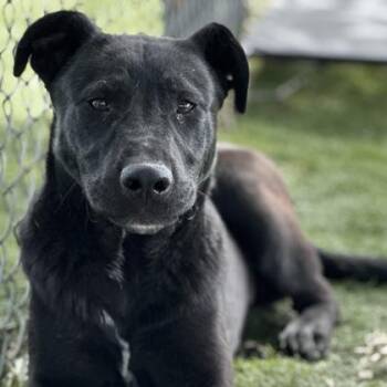 Labrador Retriever Dogs Available for Adoption in Red Bluff, California - JT | PetCurious