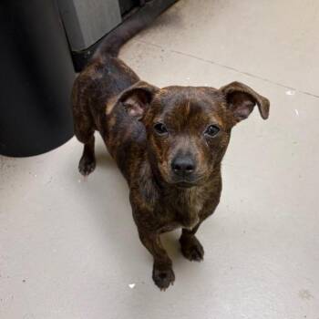 Honeybee *Avail by app* -  Basset Hound and Mixed Breed Dog for Adoption in Kennebunk, Maine - Honeybee *Avail By App* | PetCurious