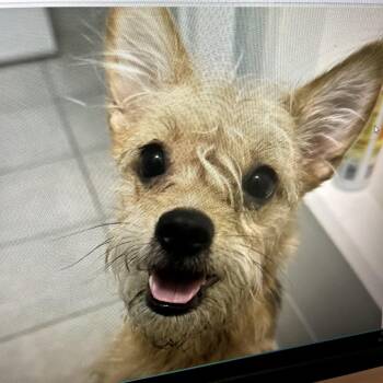 Lollipop PF -  Yorkshire Terrier and Mixed Breed Dog for Adoption in Austin, Texas - Lollipop PF | PetCurious