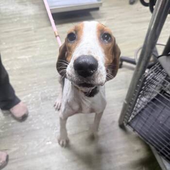 Mallory -  Hound Dog for Adoption in Summerville, South Carolina - Mallory | PetCurious