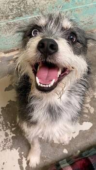 Rescue Terrier and Husky Dogs for Adoption in Joshua Tree, California - OLLIE | PetCurious