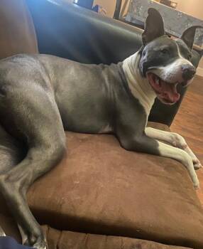 Rescue Mixed Breed Dogs for Adoption in Dallas, Texas - MIMI | PetCurious