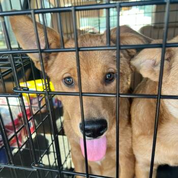 Rescue Terrier Dogs for Adoption in Marshall, Texas - Jr | PetCurious