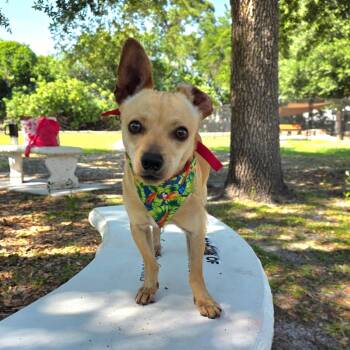 Mixed Breed Dogs Available for Adoption in Port Charlotte, Florida - 0410-D26 | PetCurious