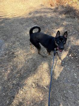 Walker -  German Shepherd Dog and Husky Dog for Adoption in Sonora, California - Walker | PetCurious