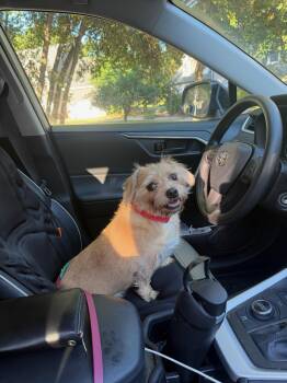 Cedric -  Border Terrier Dog for Adoption in Greensboro, North Carolina - Cedric | PetCurious