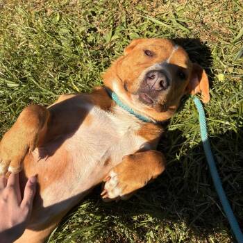 Vienna Sausage -  Basset Hound and Mixed Breed Dog for Adoption in Marshall, Virginia - Vienna Sausage | PetCurious