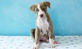 Mixed Breed Dogs Available for Adoption - Glisten | PetCurious