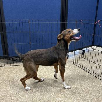 Yuki -  Hound Dog for Adoption in Dallas, Texas - Yuki | PetCurious
