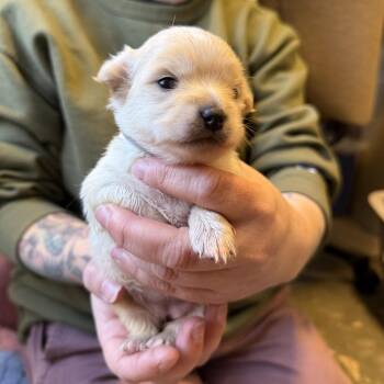 Terrier and Mixed Breed Dogs Available for Adoption in Madison, Wisconsin - Mothy | PetCurious