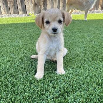 Star -  Spaniel Dog Available for Adoption in Cashmere, Washington - Star | PetCurious