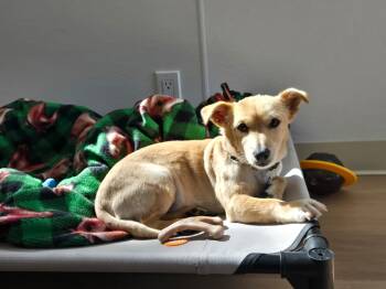 Marley -  Chiweenie Dog for Adoption in Sheridan, Oregon - Marley | PetCurious