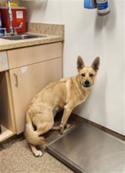 BASH -  Anatolian Shepherd and Mixed Breed Dog for Adoption in Albuquerque, New Mexico - BASH | PetCurious