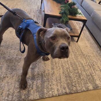 Mixed Breed Dogs Available for Adoption - Tony Macaroni | PetCurious