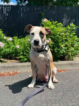 Harriet -  Pit Bull Terrier Dog for Adoption in Puyallup, Washington - Harriet | PetCurious
