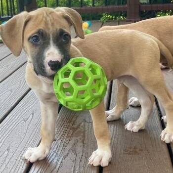 Briar -  Labrador Retriever and German Shepherd Dog Dog for Adoption in Brockport, New York - Briar | PetCurious