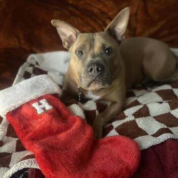 American Staffordshire Terrier Dogs Available for Adoption - Hank | PetCurious