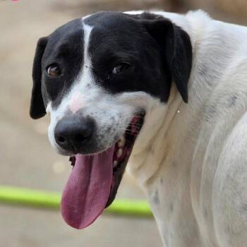 Pointer and Terrier Dogs Available for Adoption - Indie | PetCurious
