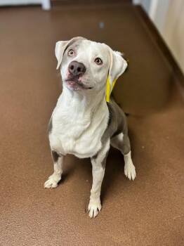 Cupid -  Pit Bull Terrier and Mixed Breed Dog for Adoption in Winfield, Kansas - Cupid | PetCurious