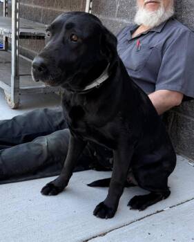 Labrador Retriever Dogs Available for Adoption in Kutztown, Pennsylvania - Missy | PetCurious