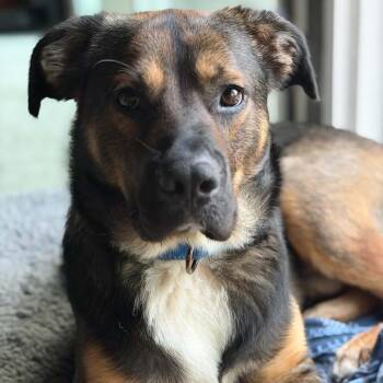 Enzo -  German Shepherd Dog and Mixed Breed Dog for Adoption in Wichita, Kansas - Enzo | PetCurious