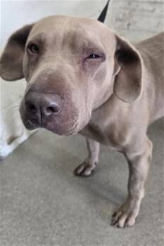 KENNA -  Pit Bull Terrier Dog for Adoption in San Bernardino, California - KENNA | PetCurious