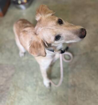 Goldendoodle Dogs Available for Adoption - Whinnie | PetCurious