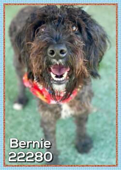 BERNIE -  Poodle Dog for Adoption in Marietta, Georgia - BERNIE | PetCurious