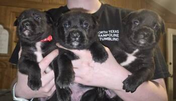 Terrier Dogs Available for Adoption in Dallas, Texas - Triplets: Thumper | PetCurious