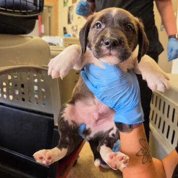 Klaus -  Terrier Dog for Adoption in Birmingham, Alabama - Klaus | PetCurious