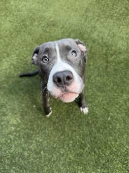 LALA -  Pit Bull Terrier Dog for Adoption in Charlotte, North Carolina - LALA | PetCurious