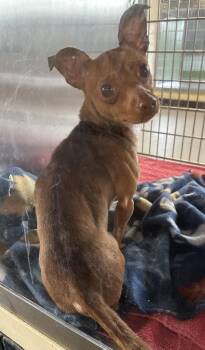 Chihuahua Dogs Available for Adoption in Lawrenceville, Georgia - Pen 213c Zues | PetCurious