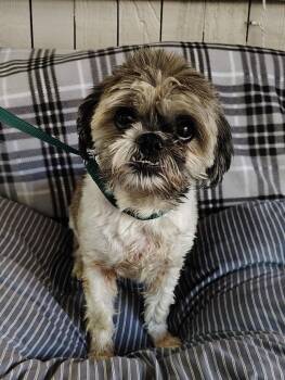 Nadine -  Shih Tzu and Yorkshire Terrier Dog for Adoption in Fort Worth, Texas - Nadine | PetCurious