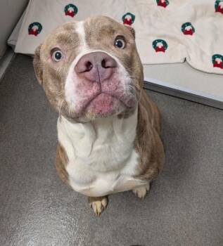 Axle -  Pit Bull Terrier Dog for Adoption in Des Moines, Iowa - Axle | PetCurious
