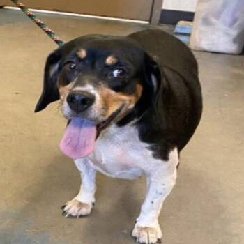 Ruby -  Beagle Dog for Adoption in Memphis, Tennessee - Ruby | PetCurious