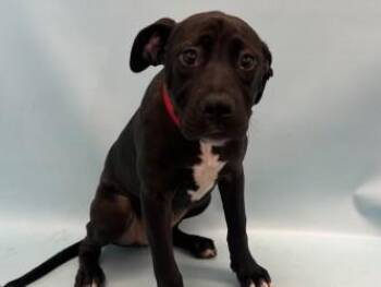 Daisy -  Labrador Retriever and Mixed Breed Dog for Adoption in Woodbury, Minnesota - Daisy | PetCurious